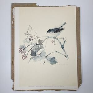Vintage Whitethroat Bird on Branch Lithograph 14.5" MCM Signed‎